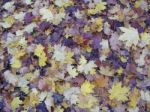 Autumn Blanket Stock Photo