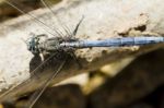 Epaulet Skimmer (orthetrum Chrysostigma) Stock Photo