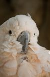 Salmon-crested Cockatoo Stock Photo