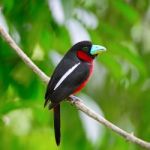 Black-and-red Broadbil Stock Photo