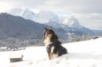 Sheltie In The Alps Stock Photo