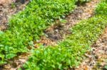 Garden Bed Closeup Stock Photo