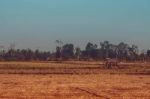 Fields Are Dry In The Countryside Stock Photo