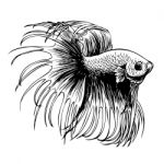 Betta Splendens, Siamese Fighting Fish Stock Photo