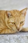 Yellow Domestic Cat Resting On A Wall Stock Photo
