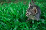 Adorable Funny Cute Kitten Cat Playing Standing In Green Grass Garden Alone. Looking For Something Stock Photo