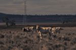 Australian Cows Stock Photo