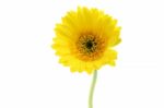 Beautiful Yellow Flower Stock Photo