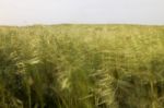 Mediterranean Native Vegetation Stock Photo