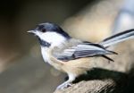 Beautiful Isolated Photo Of A Cute Black-capped Chickadee Bird Stock Photo