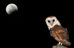 Barn Owl Stock Photo