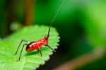 Conocephalus Melas Tiny Red Cricket Stock Photo