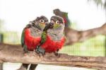 Two Crimson Bellied Conure Stock Photo