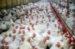 Sick Chicken Or Sad Chicken In Farm,epidemic, Bird Flu, Health Problems Stock Photo