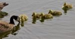 Beautiful Isolated Picture Of A Young Family Of Canada Geese Swimming Stock Photo