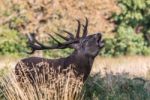 The Deer Of Richmond Park Stock Photo