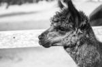 Alpaca In A Field. Black And White  Stock Photo