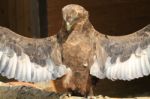 Eagle Praying Stock Photo