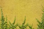 Climbing Ficus Pumila On Yellow Wall Stock Photo