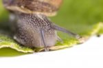 Snail On White Stock Photo