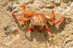 Sally Lightfoot Crab On Galapagos Islands Stock Photo