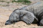 African Elephant (loxodonta) Stock Photo