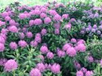 Rhododendron-flowers In The Park Stock Photo