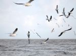 Brown Headed Gull On Flying.(larus Brunnicecephalus) Stock Photo