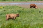 Highland Cattle Stock Photo