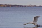 Beautiful Photo With A Powerful Swan's Take Off From The Lake Stock Photo