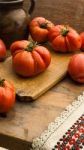 Freshly Picked Tomatoes, Place On Wooden Chopping Board And Table Stock Photo