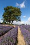 Lavender Field In Banstead Stock Photo