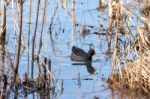 Common Moorhen (gallinula Chloropus) Stock Photo