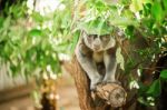 Koala In A Eucalyptus Tree Stock Photo