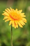 Yellow Dandelion Flower Stock Photo