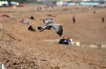 Seagull Over Brighton Beach Stock Photo