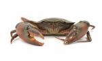 Crab Stock Photo