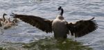 Beautiful Isolated Photo Of A Canada Goose With The Opened Wings Stock Photo