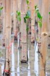 Mangroves Reforestation In Coast Of Thailand Stock Photo