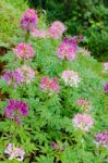 Garden Flowers Of Cleome With Multi-colored Stock Photo