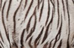 White Bengal Tiger Fur Stock Photo