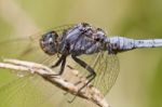 Epaulet Skimmer (orthetrum Chrysostigma) Stock Photo