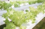 Frillice Iceberg Plants On Hydrophonic Farm Stock Photo