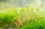 Fresh Moss And Water Drops In Green Nature Stock Photo