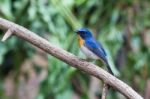 Tickell's Blue Flycatcher Stock Photo