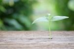 Growing Plant On Wooden Table Stock Photo