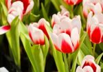 Colorful Tulips In Garden Stock Photo