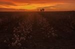 Cotton Field In Oakey, Queensland Stock Photo