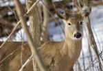 Beautiful Isolated Image With A Cute Wild Deer In The Snowy Forest Stock Photo