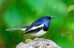 Male Oriental Magpie Robin Stock Photo